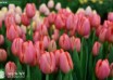 Tulipa Ninja (3)